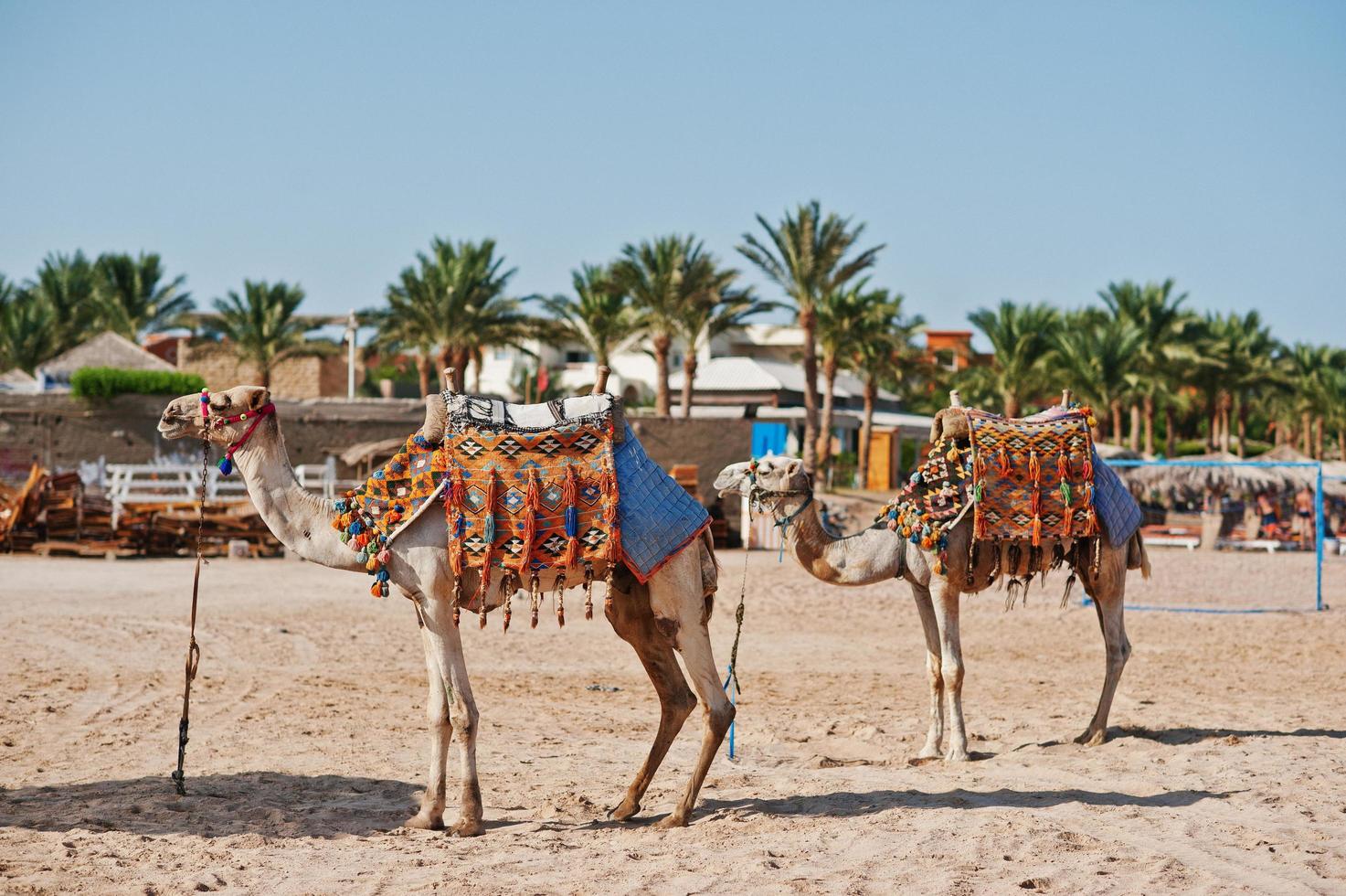 Two dressed camels on the beach at sand photo