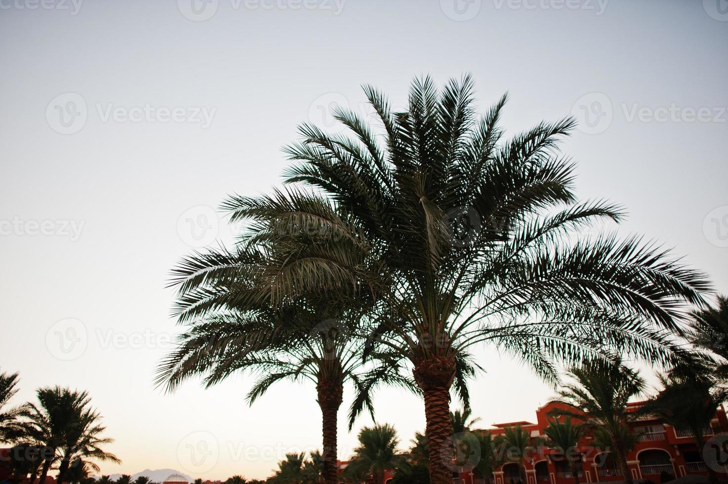 The tops of palm trees background evening sky photo