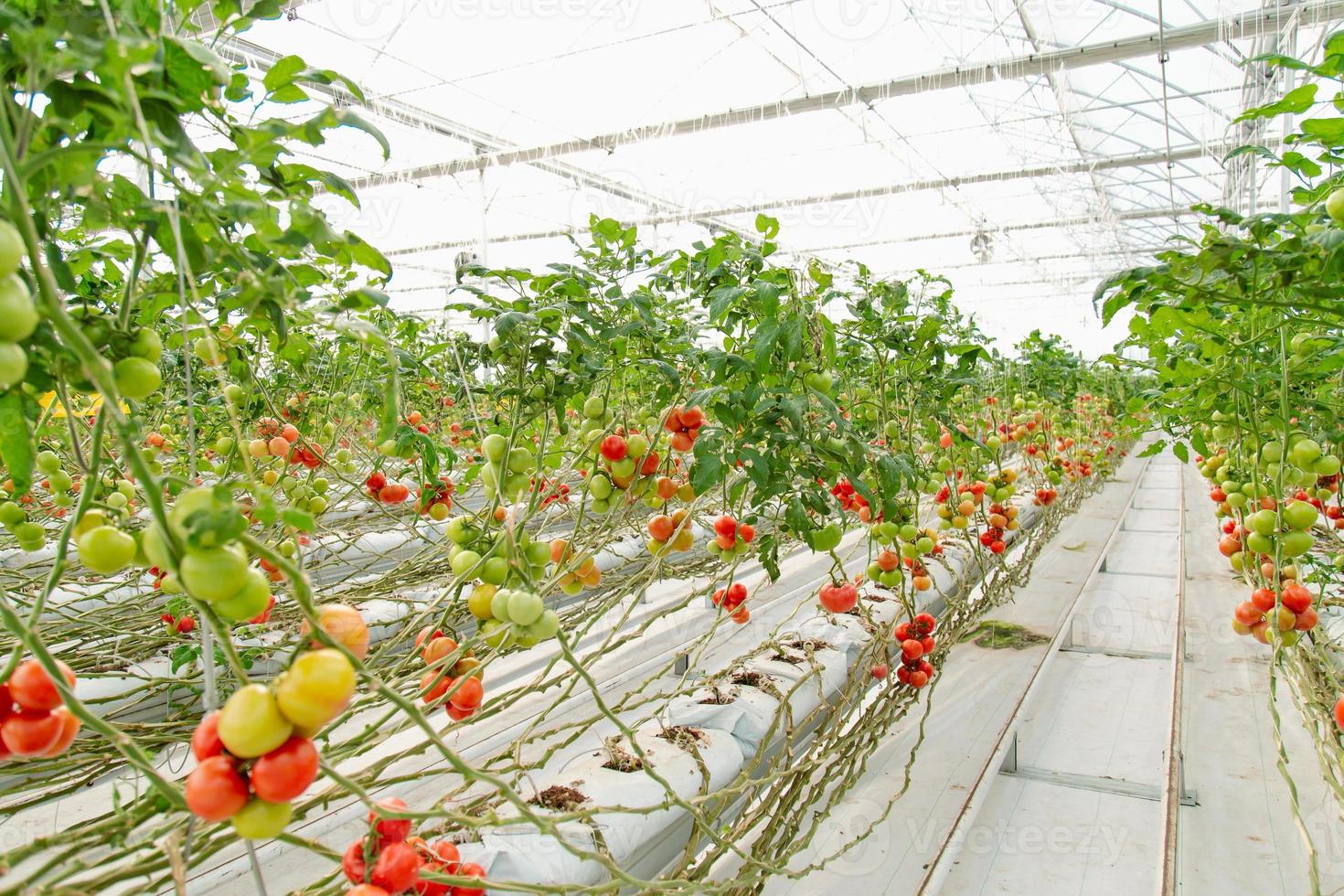 Colorful, from raw to ripe scale of tomatoes view from a greenhouse. photo