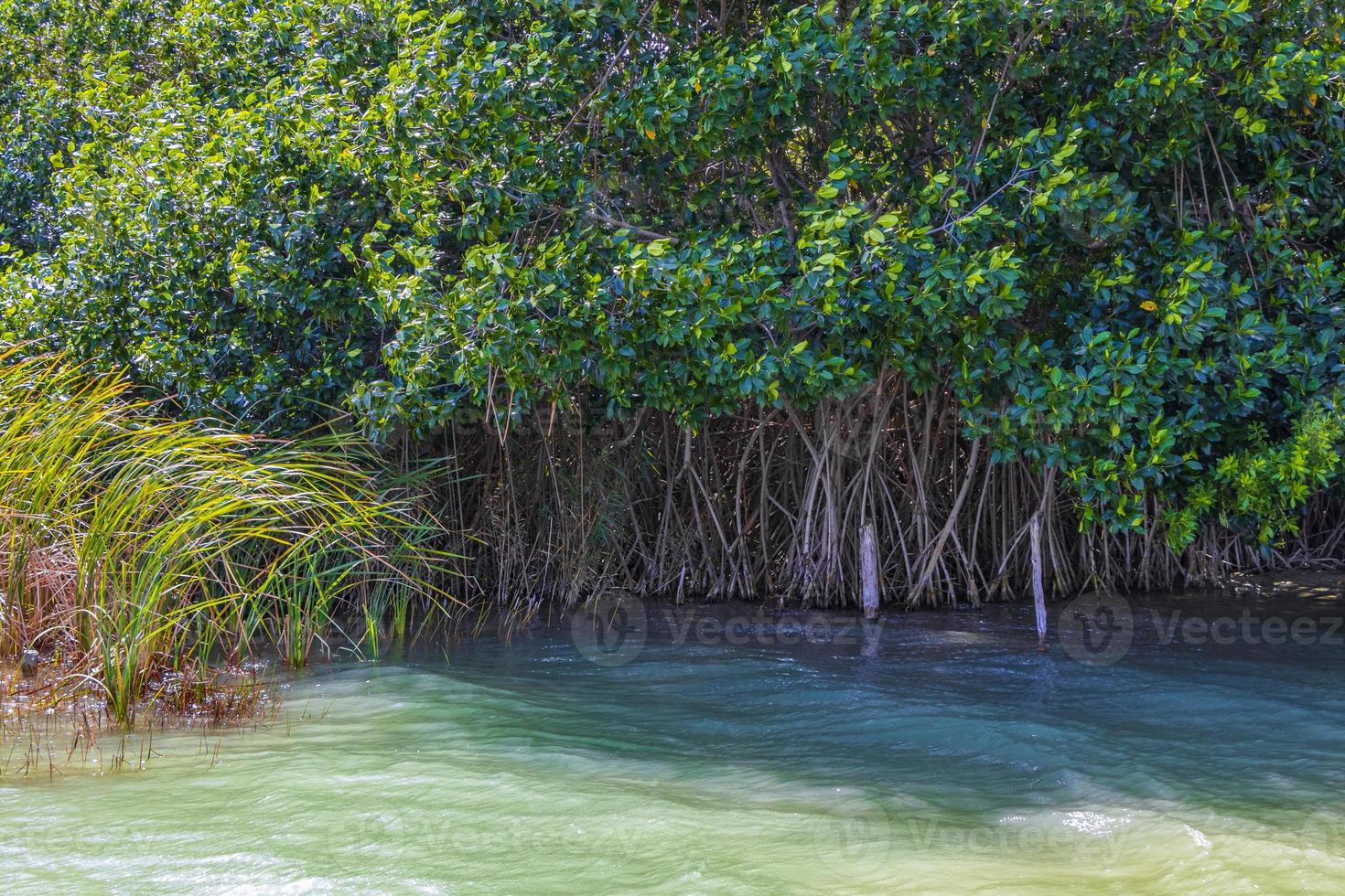 Muyil Lagoon panorama view landscape nature mangrove trees Mexico. photo