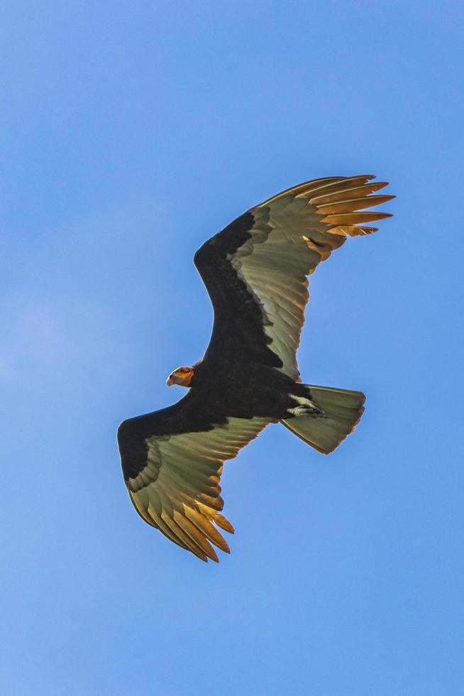 Tropical Black Turkey Vulture Cathartes aura aura blue sky Mexico. photo
