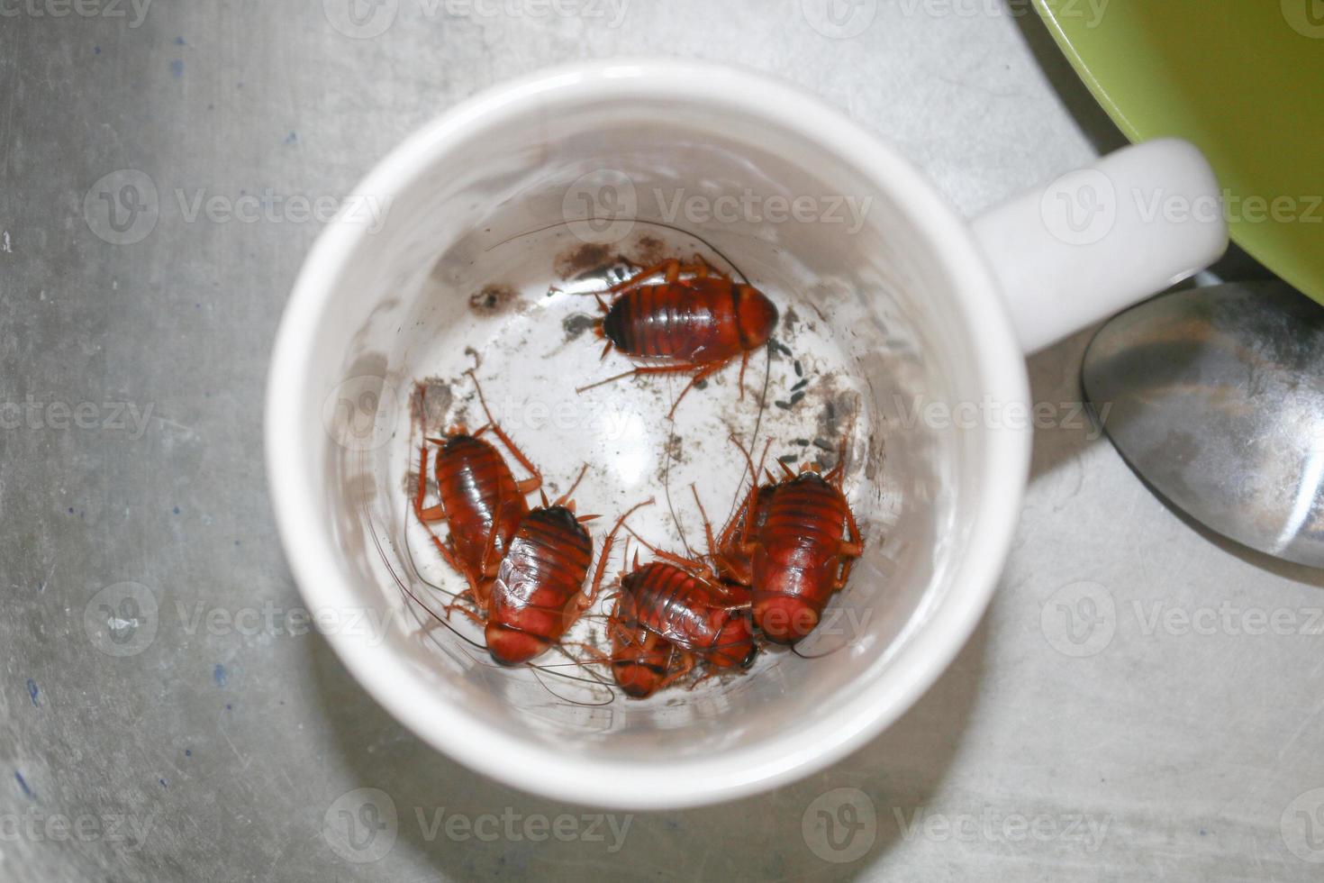 ninfa de cucaracha en vidrio, sucia y peligrosa para la salud. foto