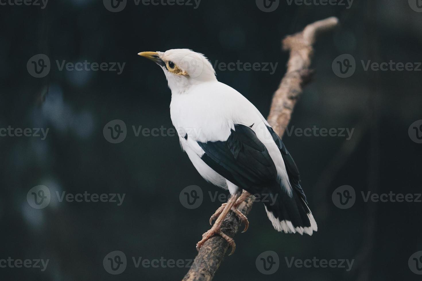 myna blanca o myna alada negra en la rama. hermoso pájaro blanco de indonesia. foto