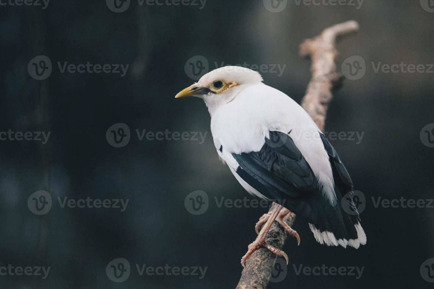 myna blanca o myna alada negra en la rama. hermoso pájaro blanco de indonesia. foto