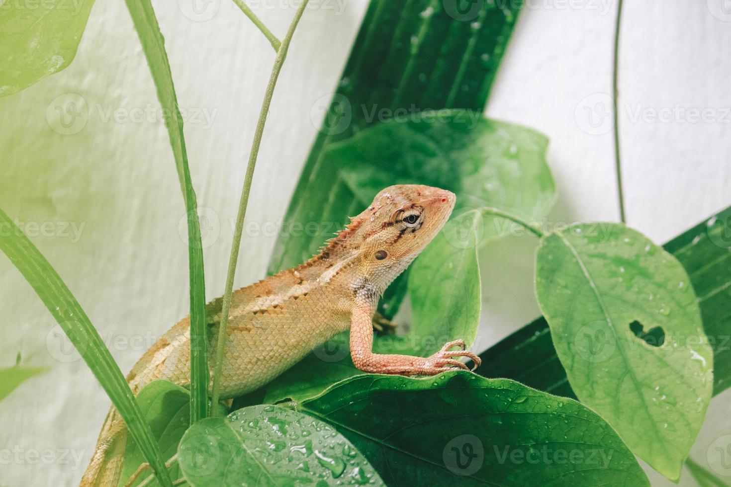 Oriental garden fence lizard or Calotes versicolor sitting on a branch in the tropical jungle. Asian lizard on a blurred background of green forest. Animal of Asia, reptile photo