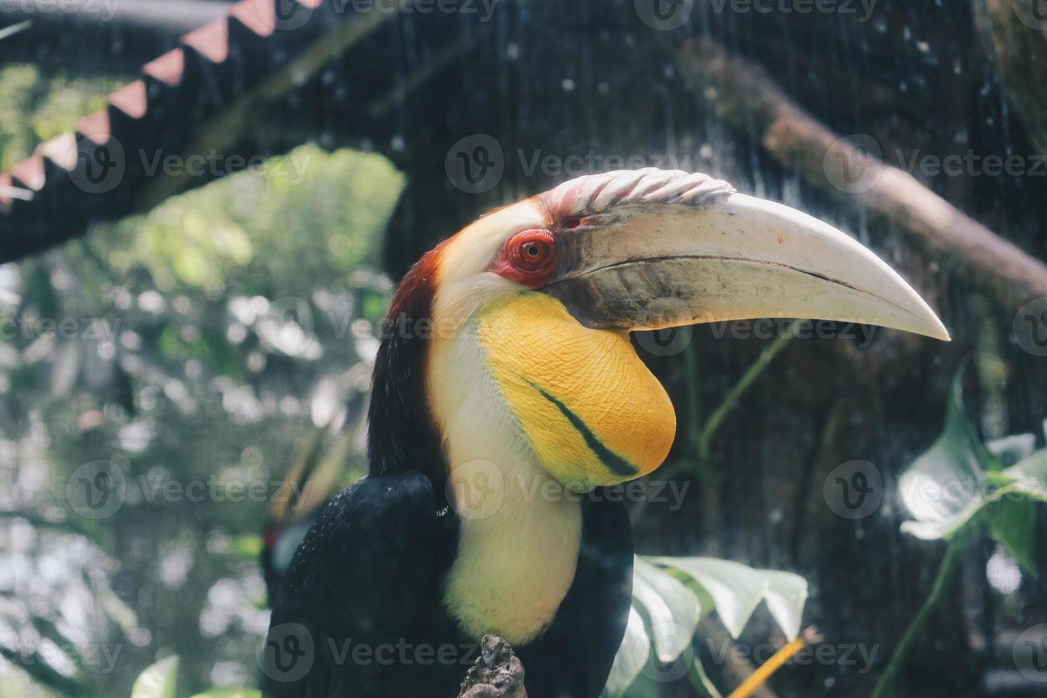 pájaro cálao rinoceronte en fondo oscuro foto