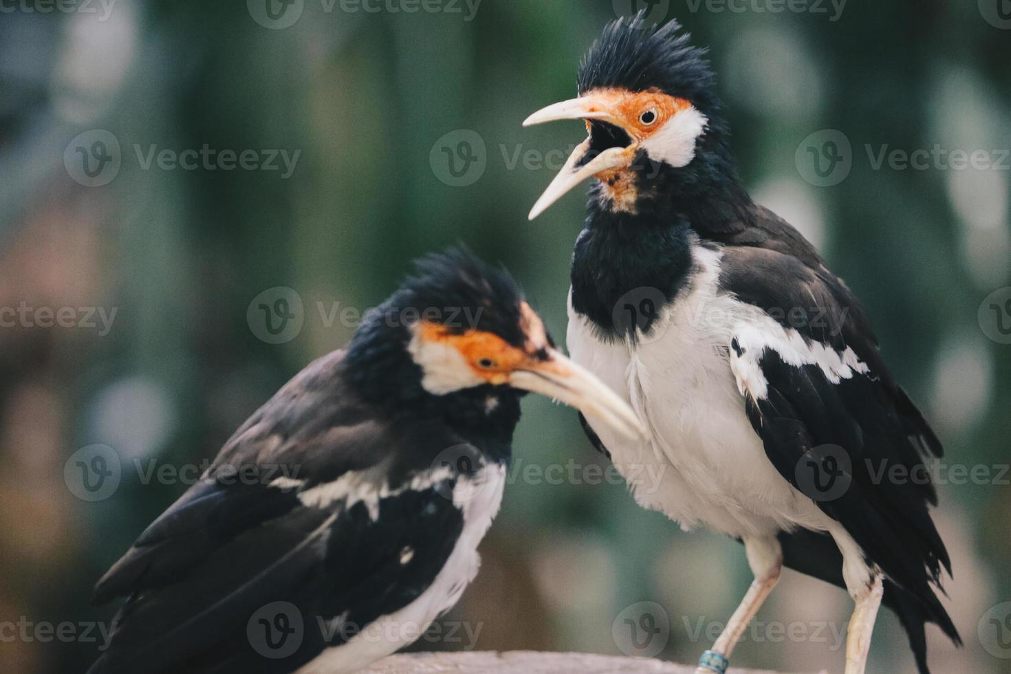 el myna de varios colores o el estornino de varios colores asiático o jalak suren, pájaro myna local de indonesia foto