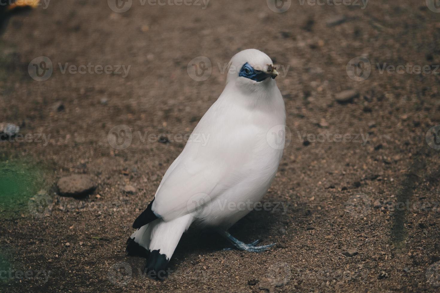 Bali Myna or Jalak Bali. Endangered and endemic bird from Indonesia photo