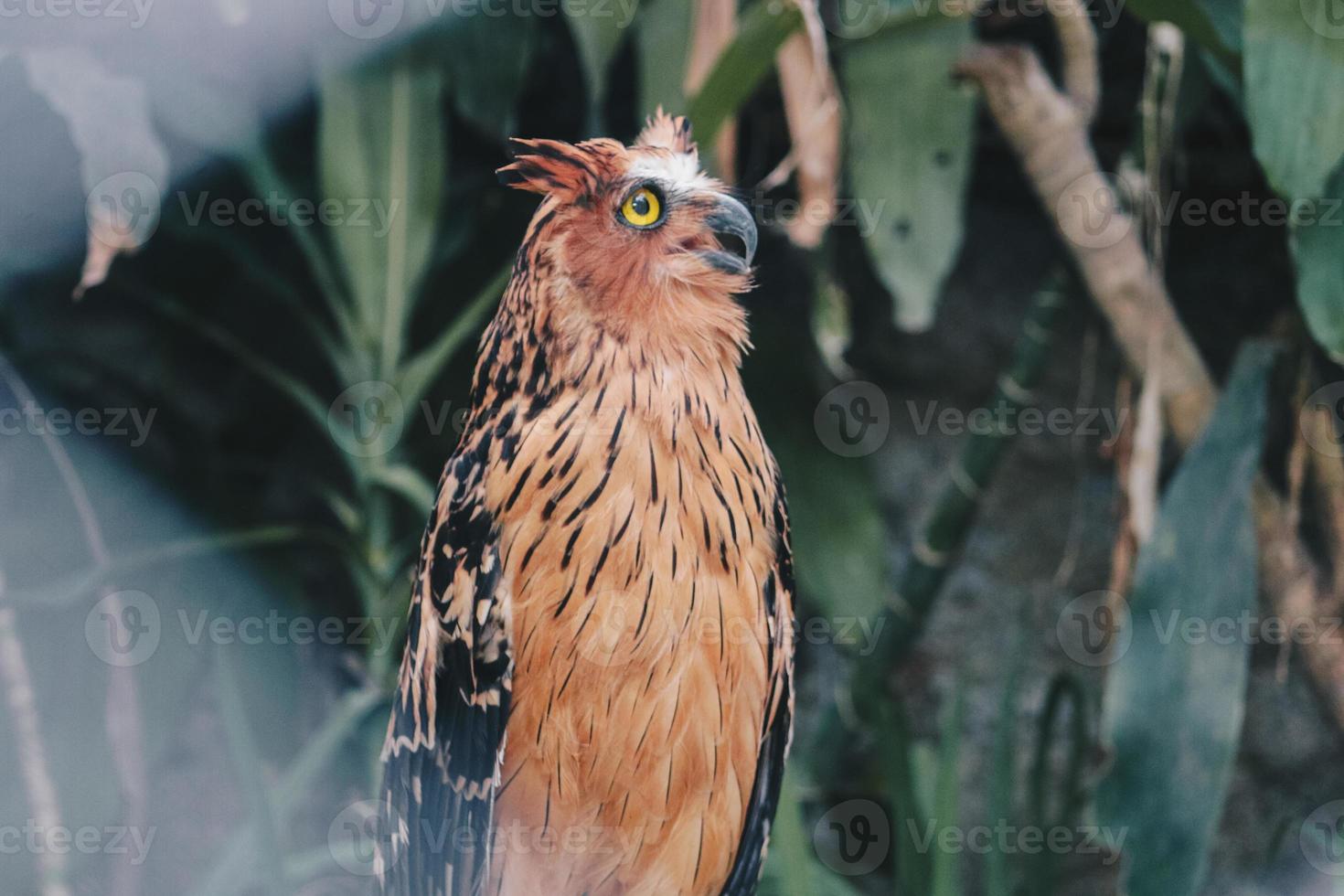 Buffy fish owl also called the Malay fish owl photo