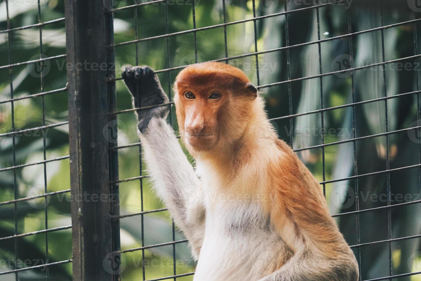 Portrait of Male Proboscis Monkey in conservation area of Kalimantan, Indonesia. endemic of Borneo. Huge monkey nose. photo