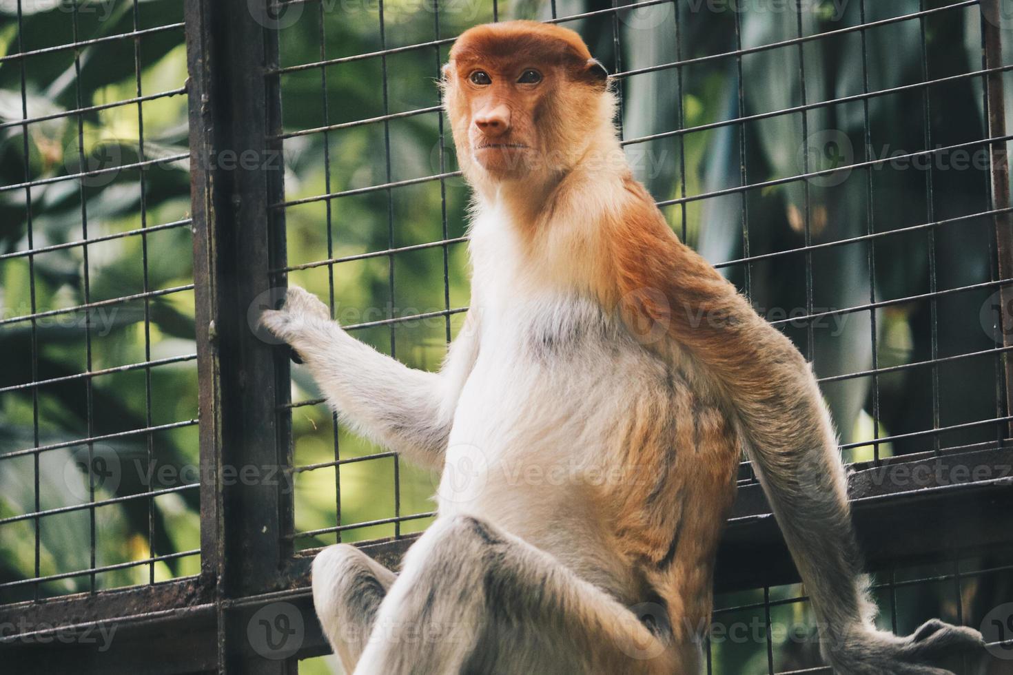 Portrait of Male Proboscis Monkey in conservation area of Kalimantan, Indonesia. endemic of Borneo. Huge monkey nose. photo