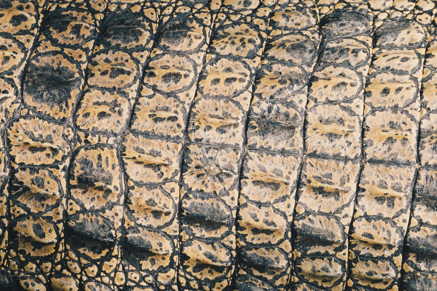 Top view of Saltwater crocodile top skin or Buaya muara or Indo Australian crocodile or Man-eater crocodile. sunbathing at the swamp zoo. photo