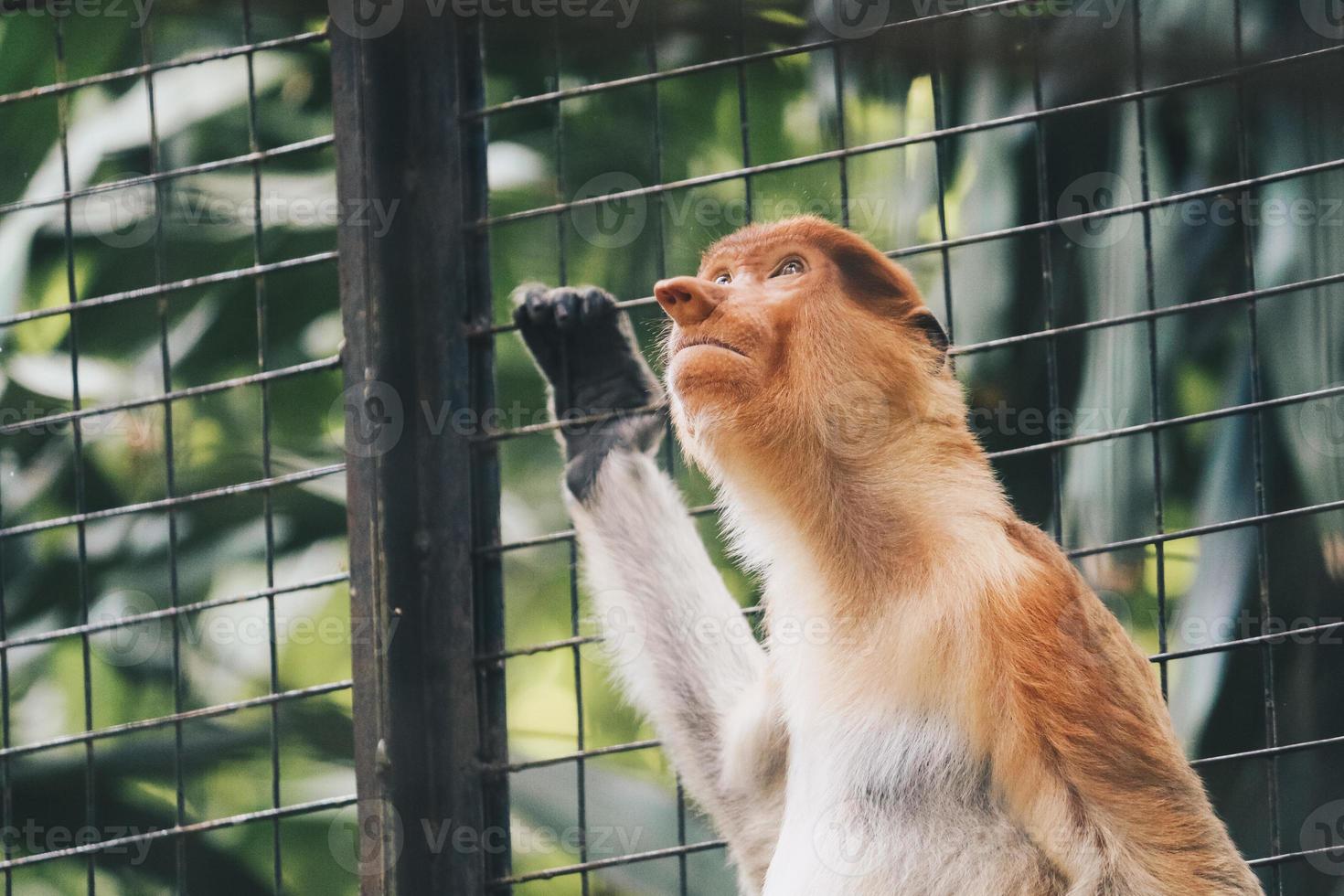 retrato de mono narigudo macho en el área de conservación de kalimantan, indonesia. endémica de Borneo. enorme nariz de mono. foto