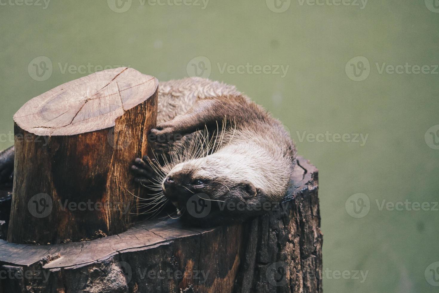 Oriental small-clawed otter , also known as the Asian small-clawed otter standing together with their group. photo