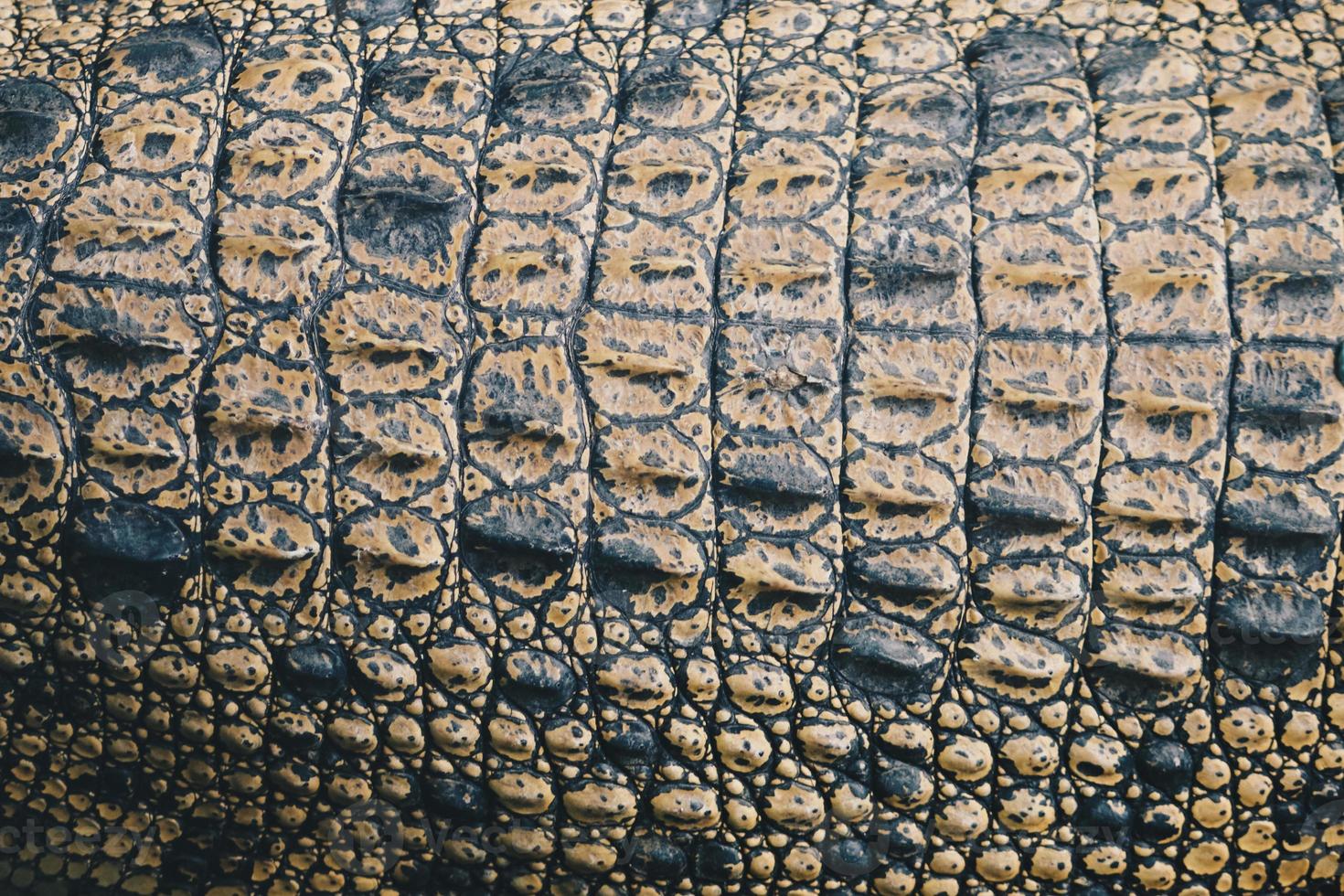 Top view of Saltwater crocodile top skin or Buaya muara or Indo Australian crocodile or Man-eater crocodile. sunbathing at the swamp zoo. photo