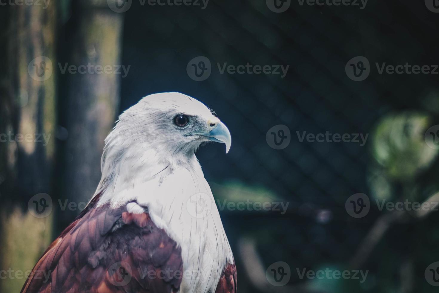 Brahminy kite or elang bondol. bird of prey. photo