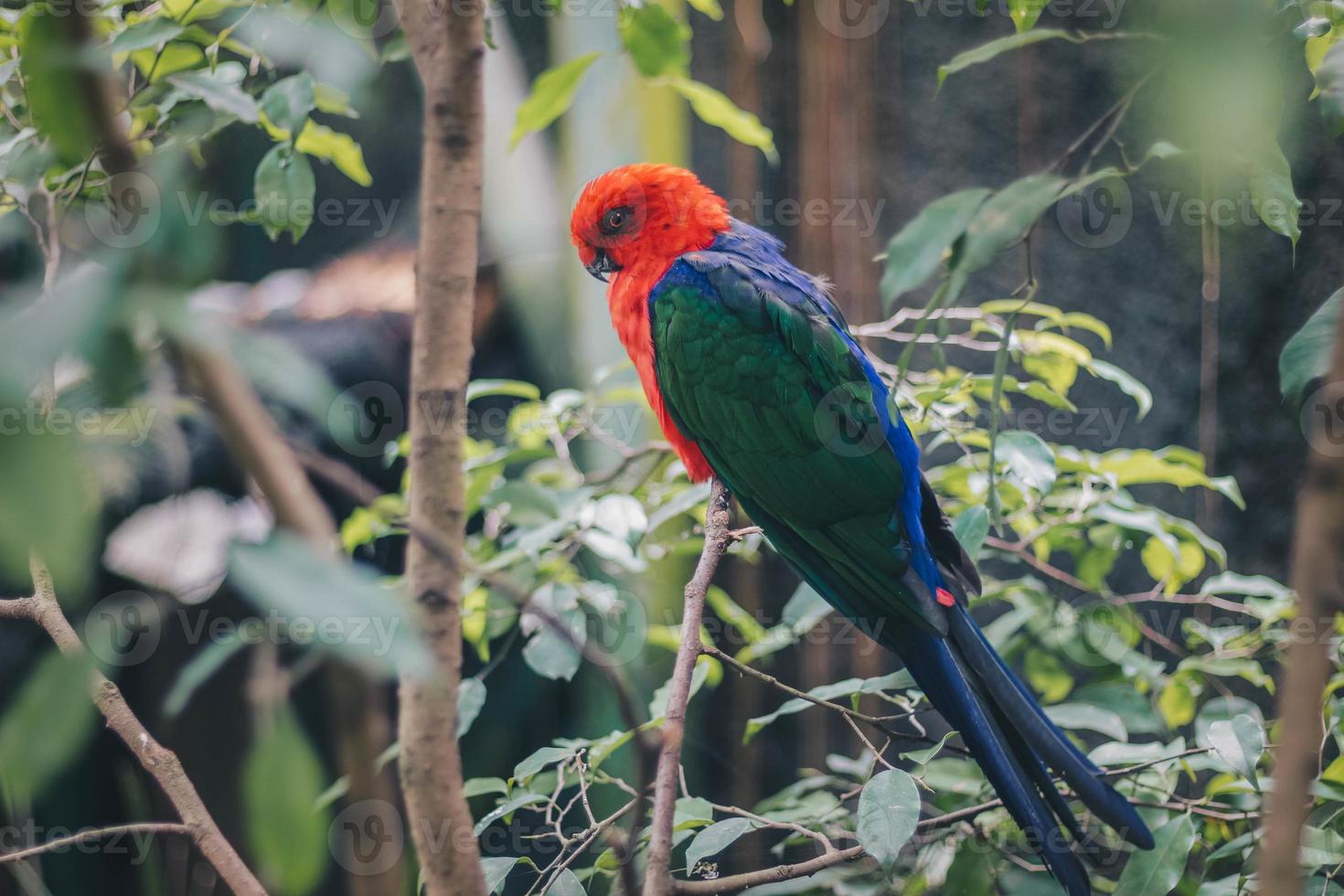 Close up of Australian King Parrot on the branch photo