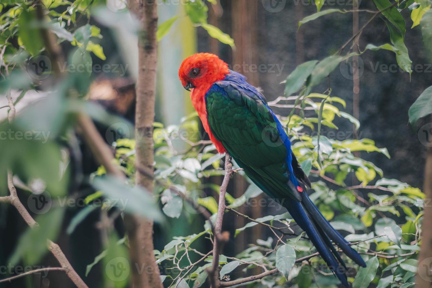 primer plano del loro rey australiano en la rama foto