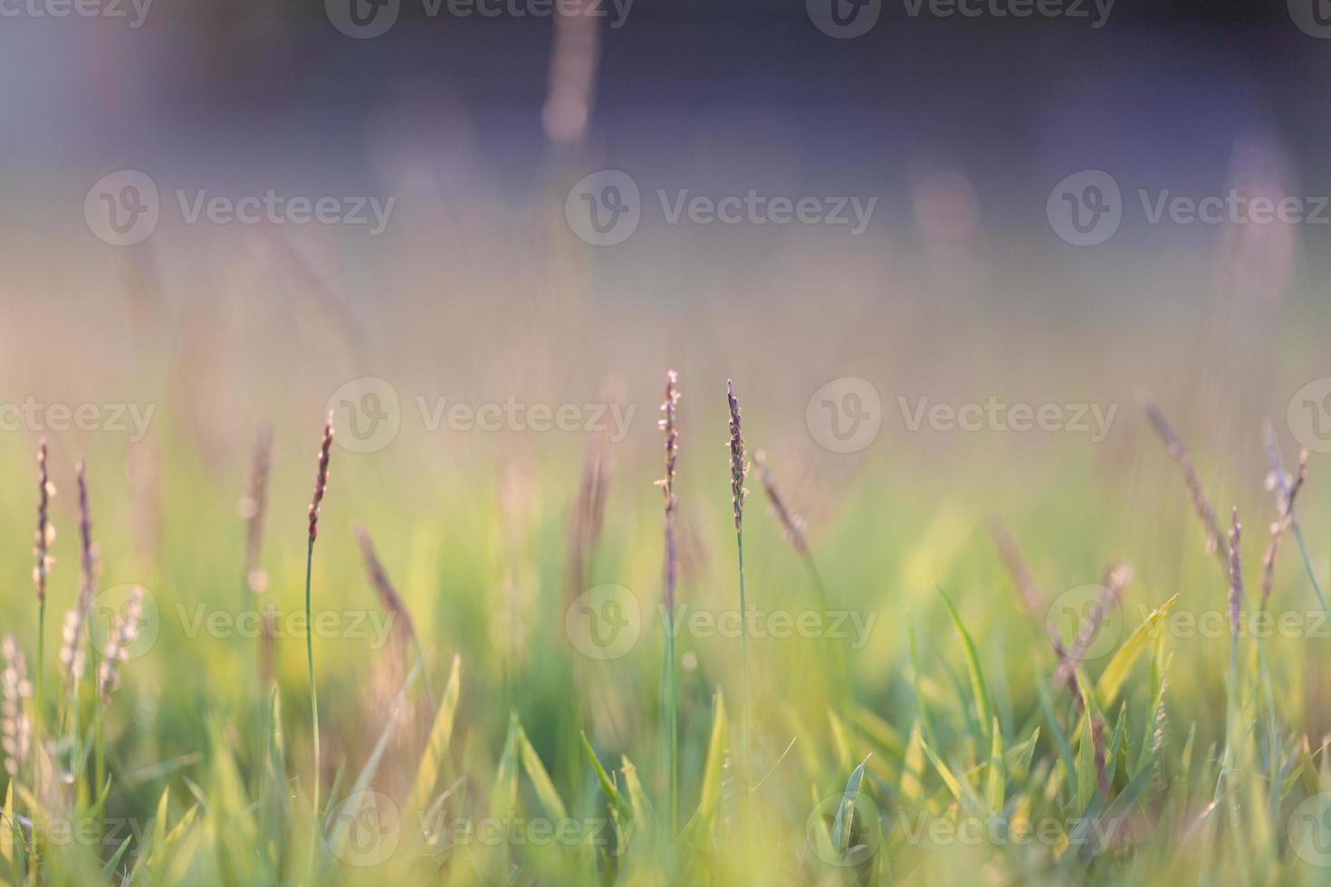 fountain flower blooming grass natural with rain drop background photo