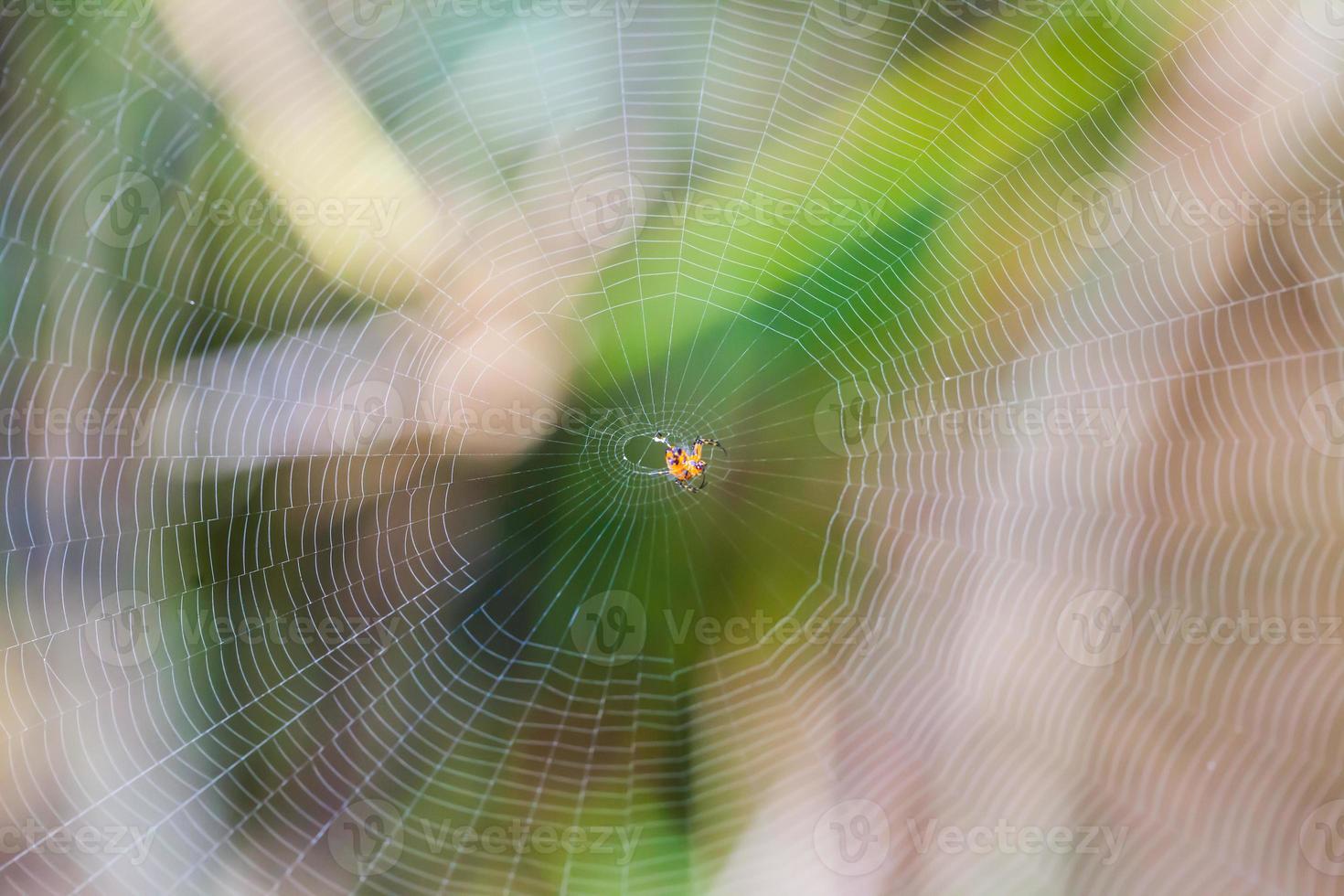 Spider on the web photo