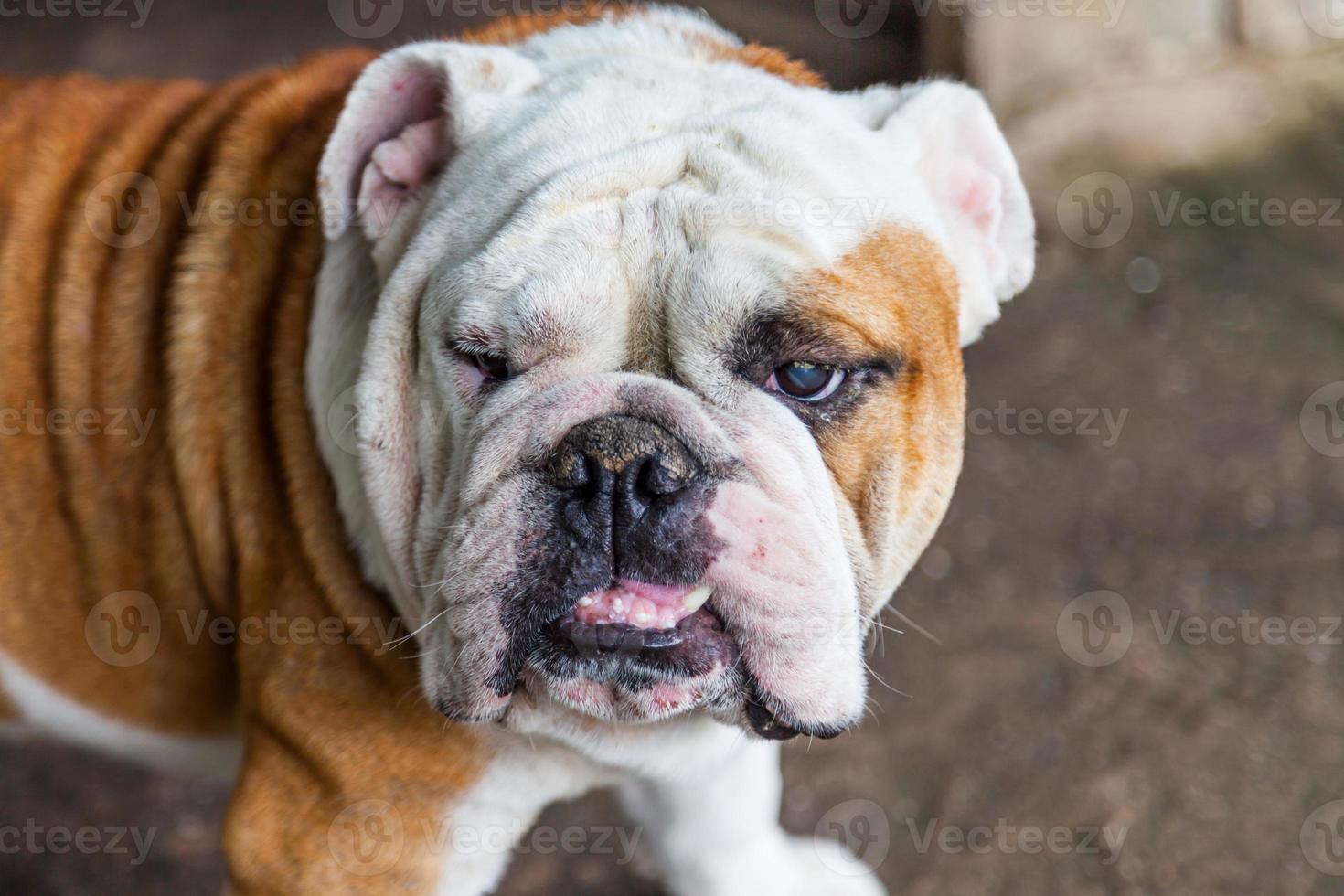 English Bulldog looking photo
