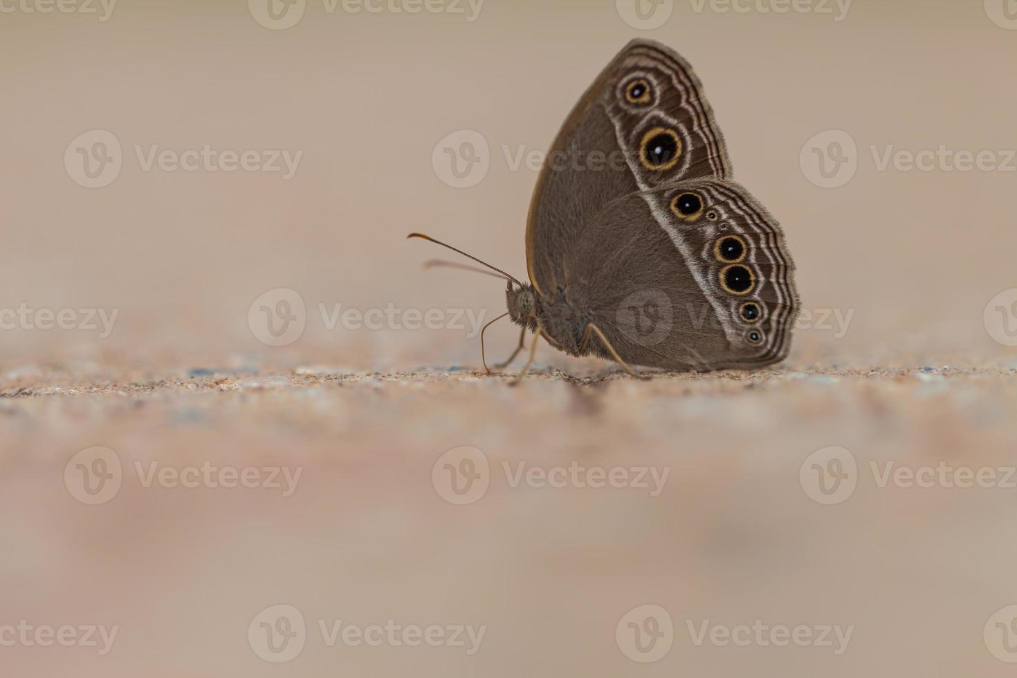 mariposa, mariposa marrón vespertina común foto