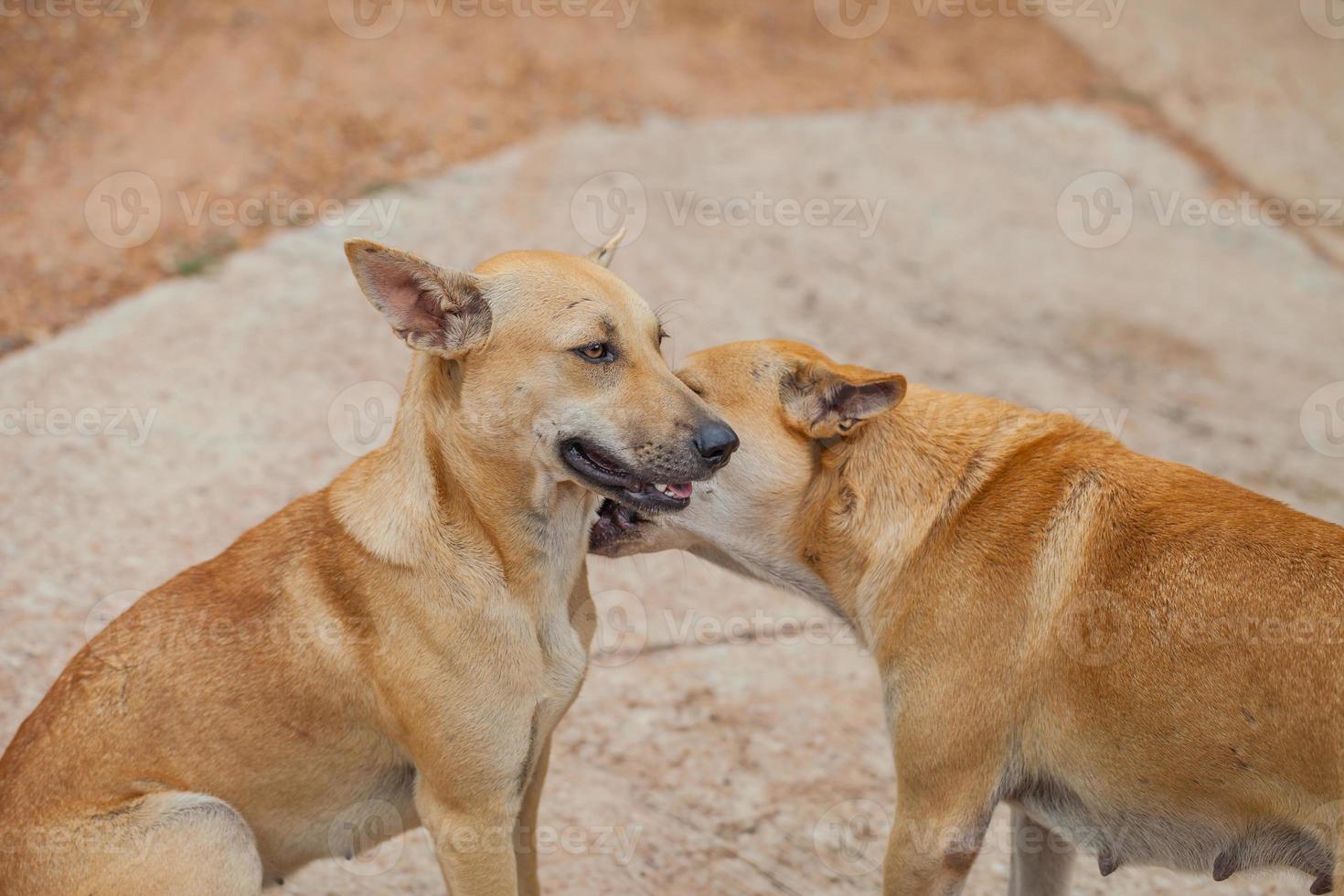 Dog are checking for fleas and ticks photo