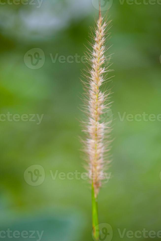 Feather Grass or Needle Grass photo