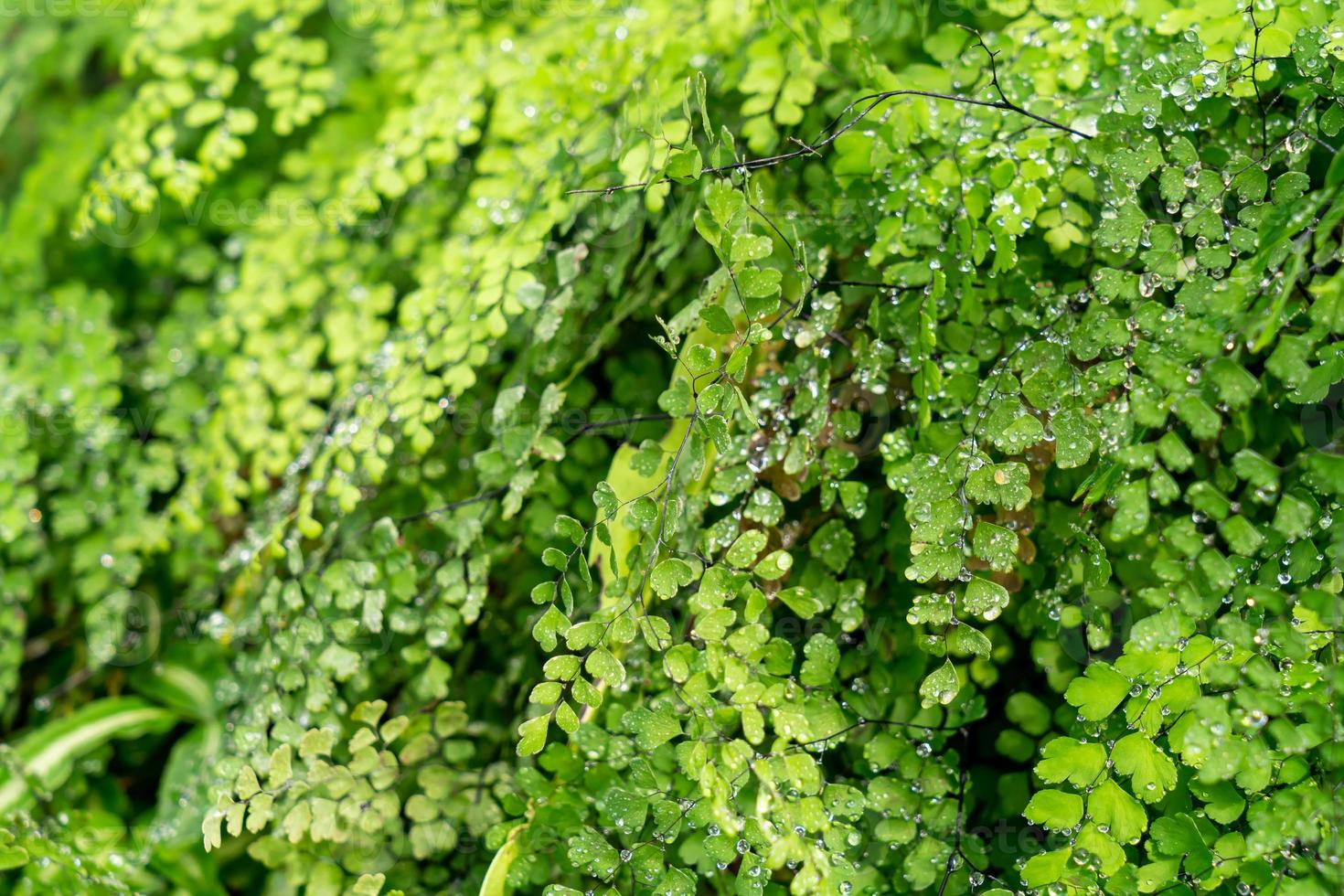 Green leaf with drops of water photo