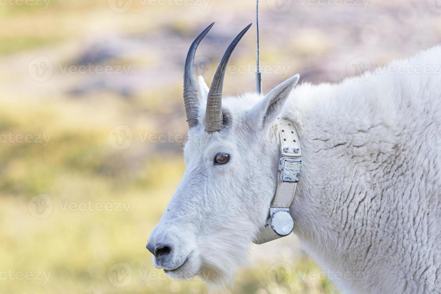 Mountain Goat with a Radio tracking Collar photo