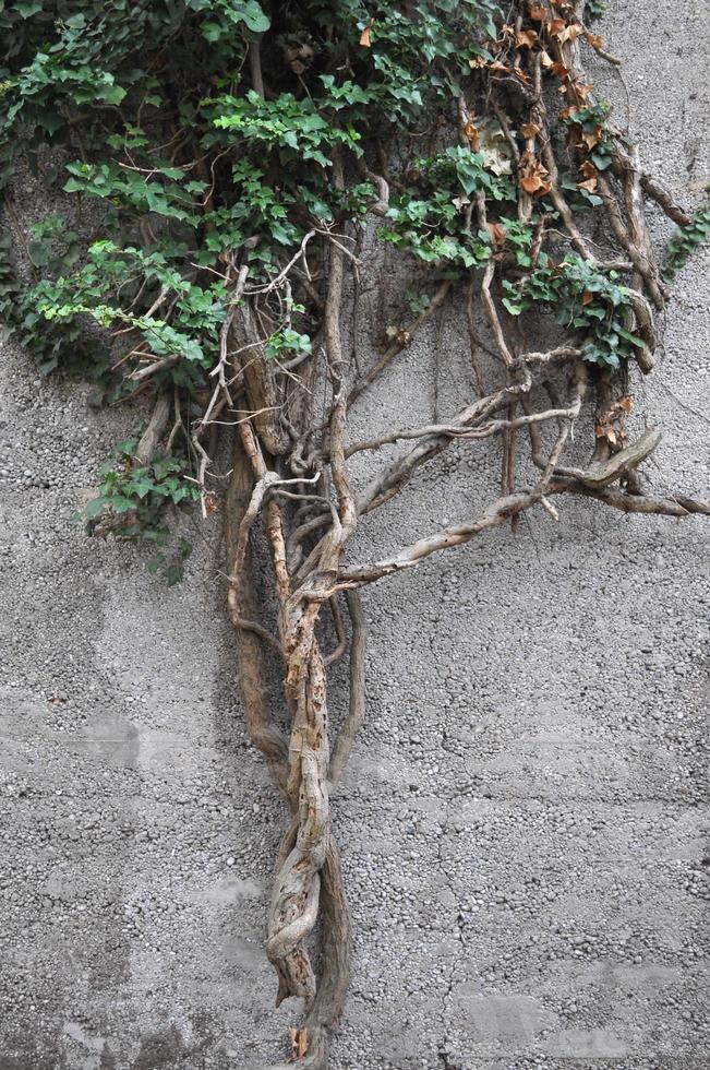 Ivy plant on wall photo