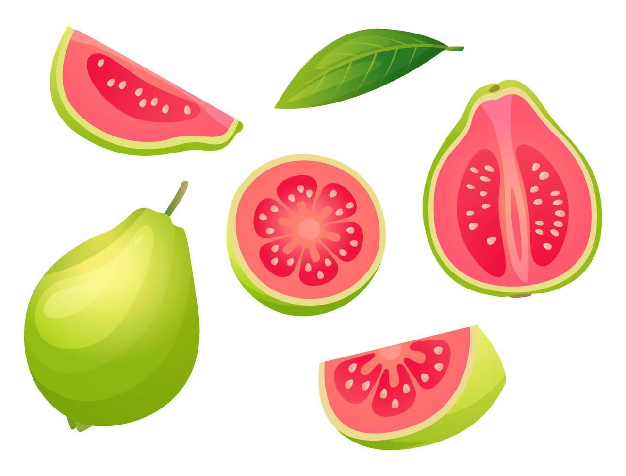 Set of fresh guava whole, half, cut slice and leaf illustration isolated on white background vector