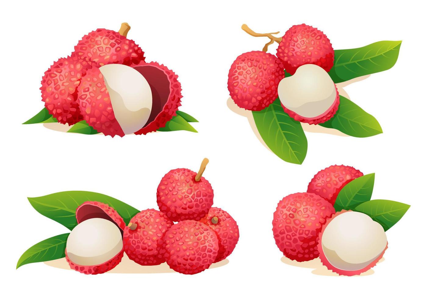 Set of fresh lychee fruit illustrations isolated on white background vector