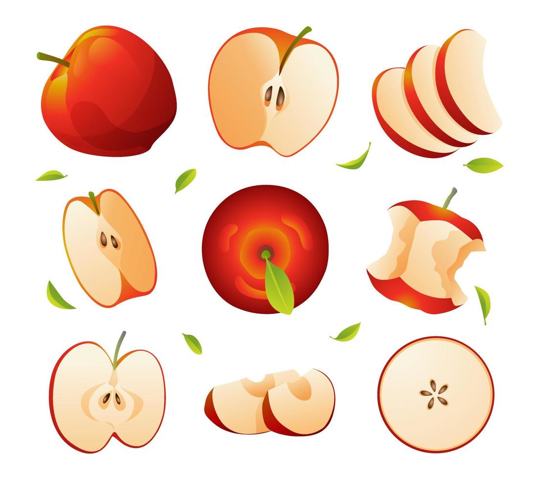 conjunto de frutas frescas de manzana enteras, mitades, rebanadas cortadas e ilustraciones de hojas aisladas en fondo blanco vector