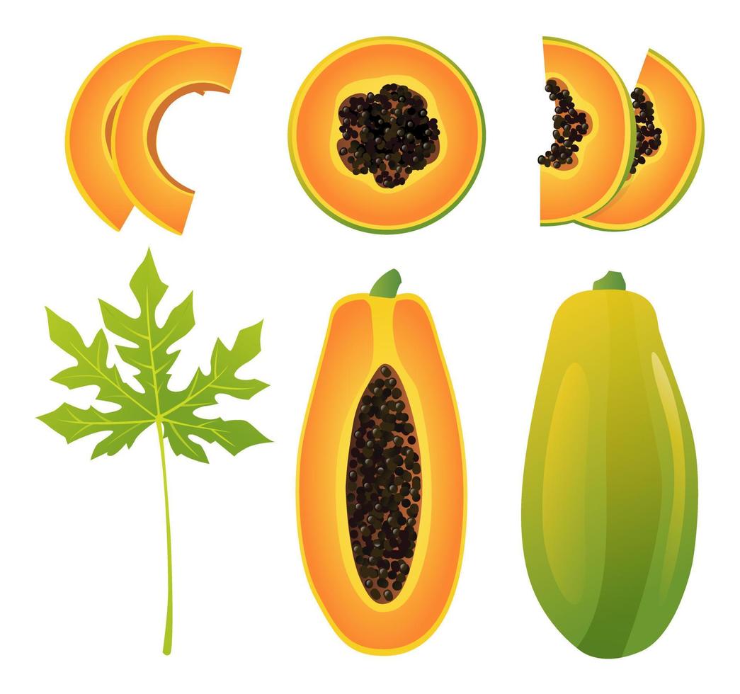 Set of fresh whole, half, cut slice and leaf papaya illustration isolated on white background vector