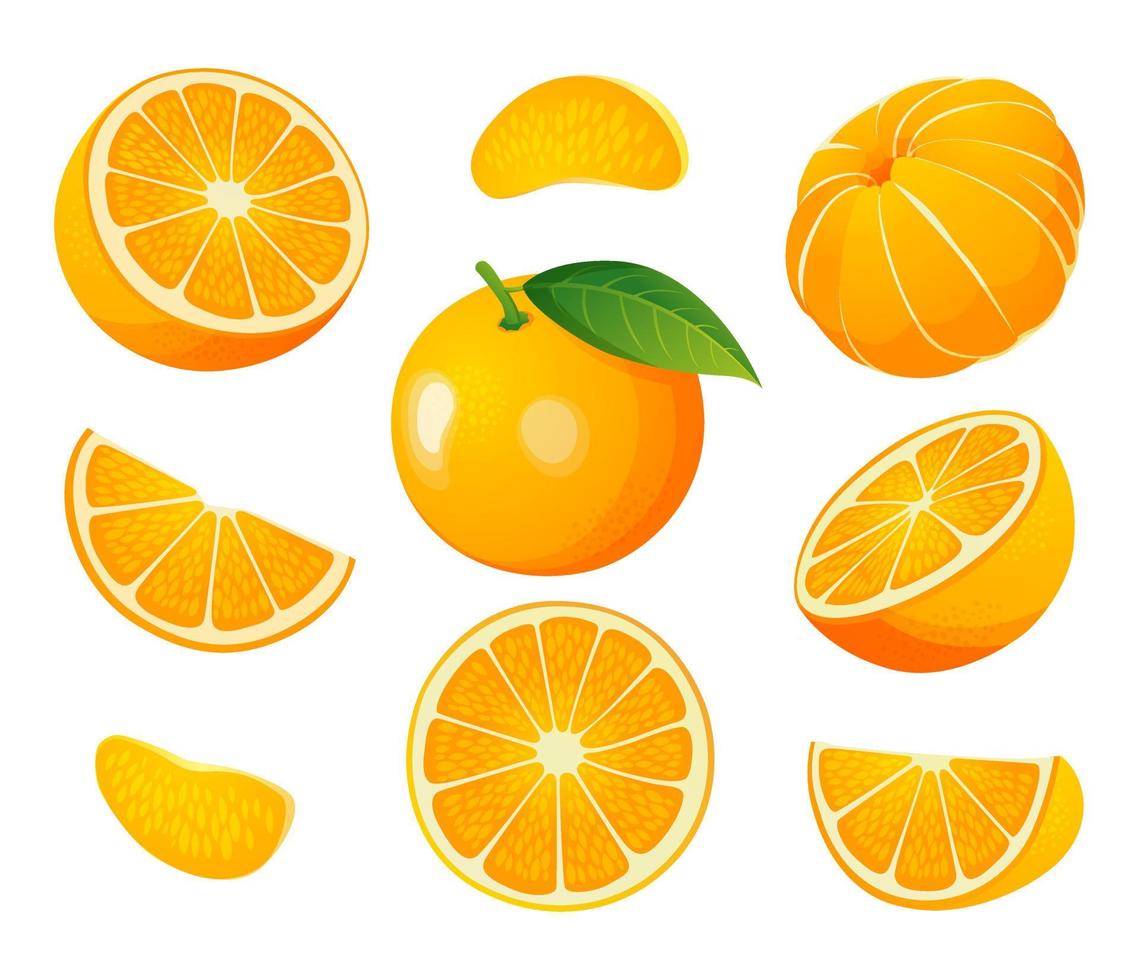 Set of fresh whole, half and cut slice orange fruit illustration isolated on white background vector