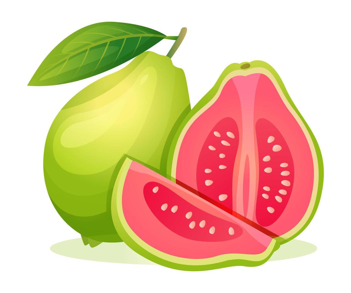 Set of fresh guava whole and half cut with leaf illustration isolated on white background vector