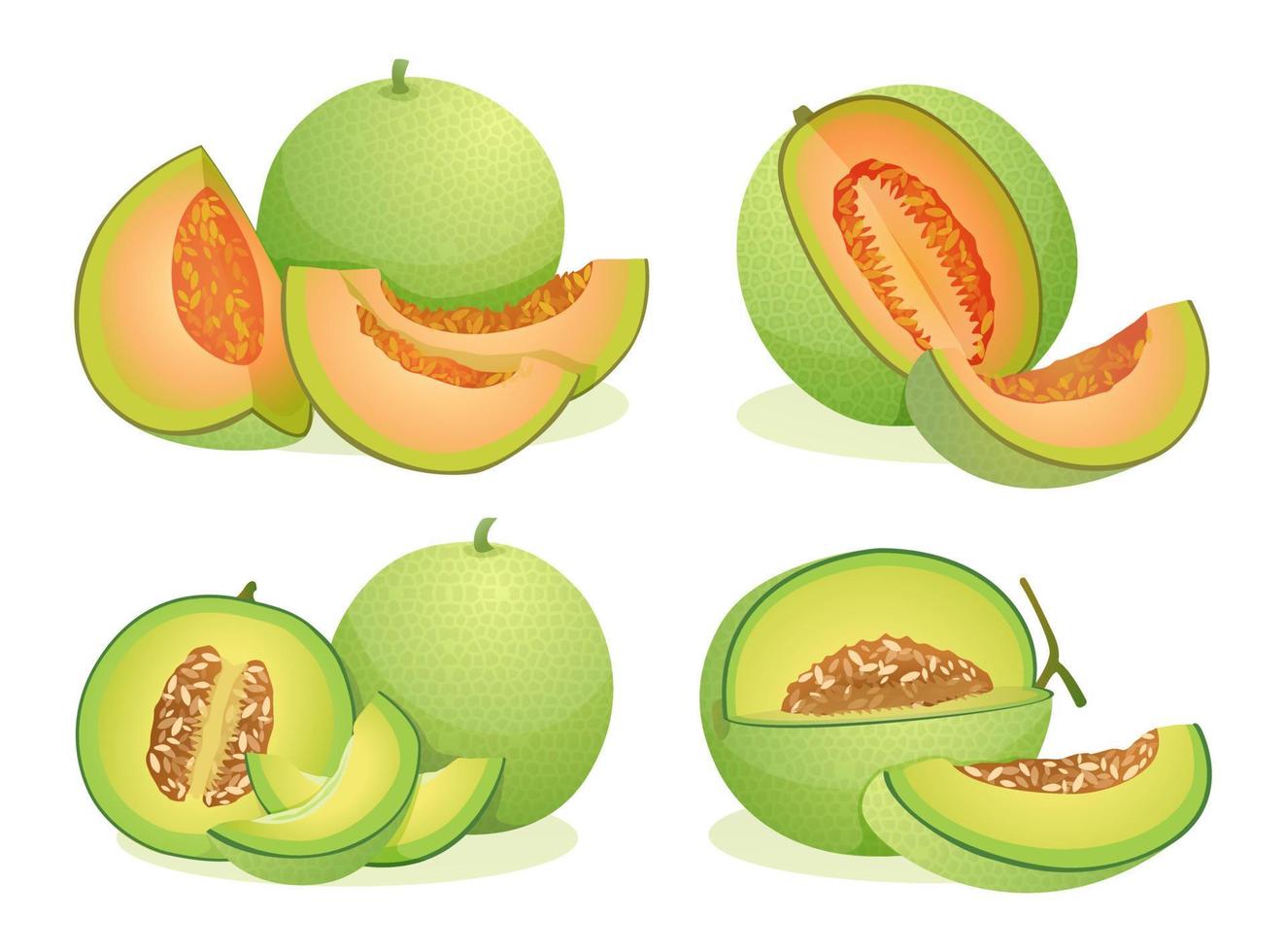 conjunto de varias frutas de melón frescas enteras, medias y rebanadas cortadas ilustración aislada sobre fondo blanco vector