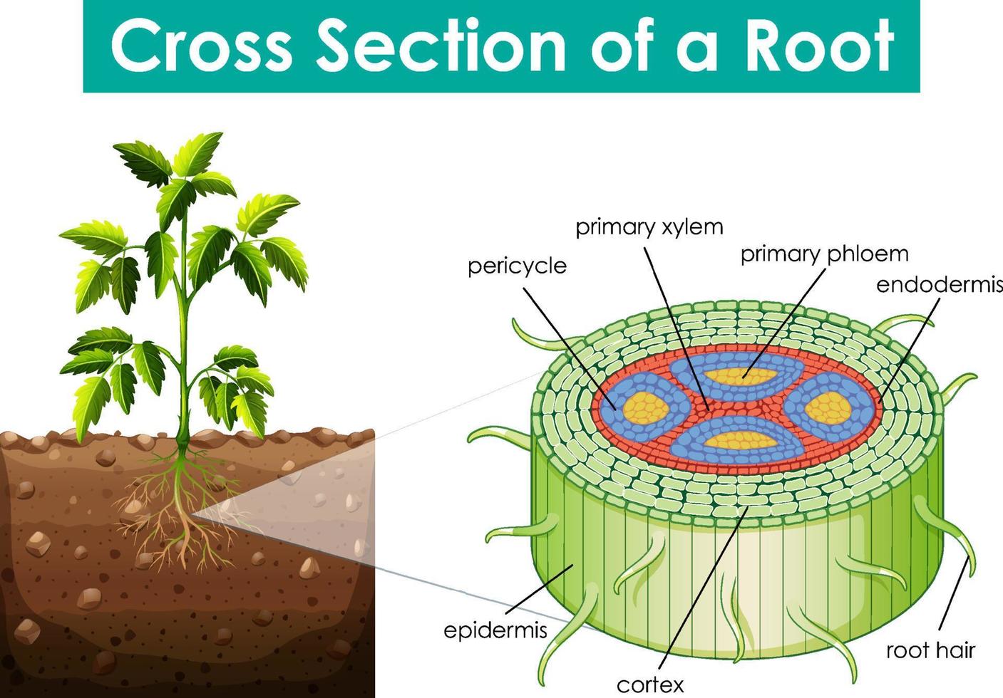 Diagram showing cross section of a root vector