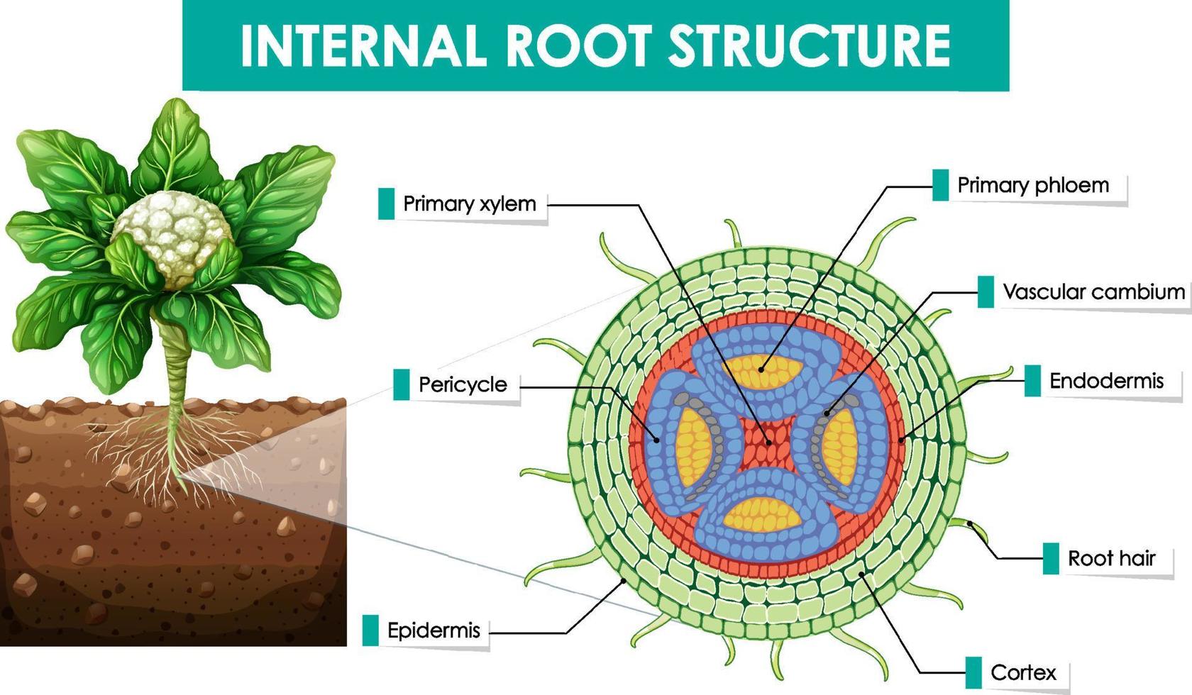 Diagram showing internal root structure vector