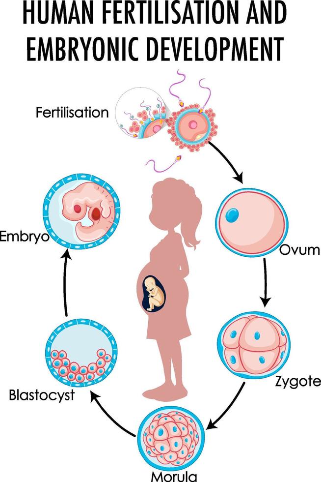 Diagram showing human fertilization and embryonic development vector