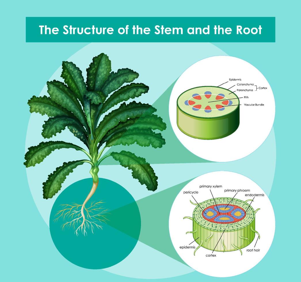 Diagram showing the structure of the stem and the root vector