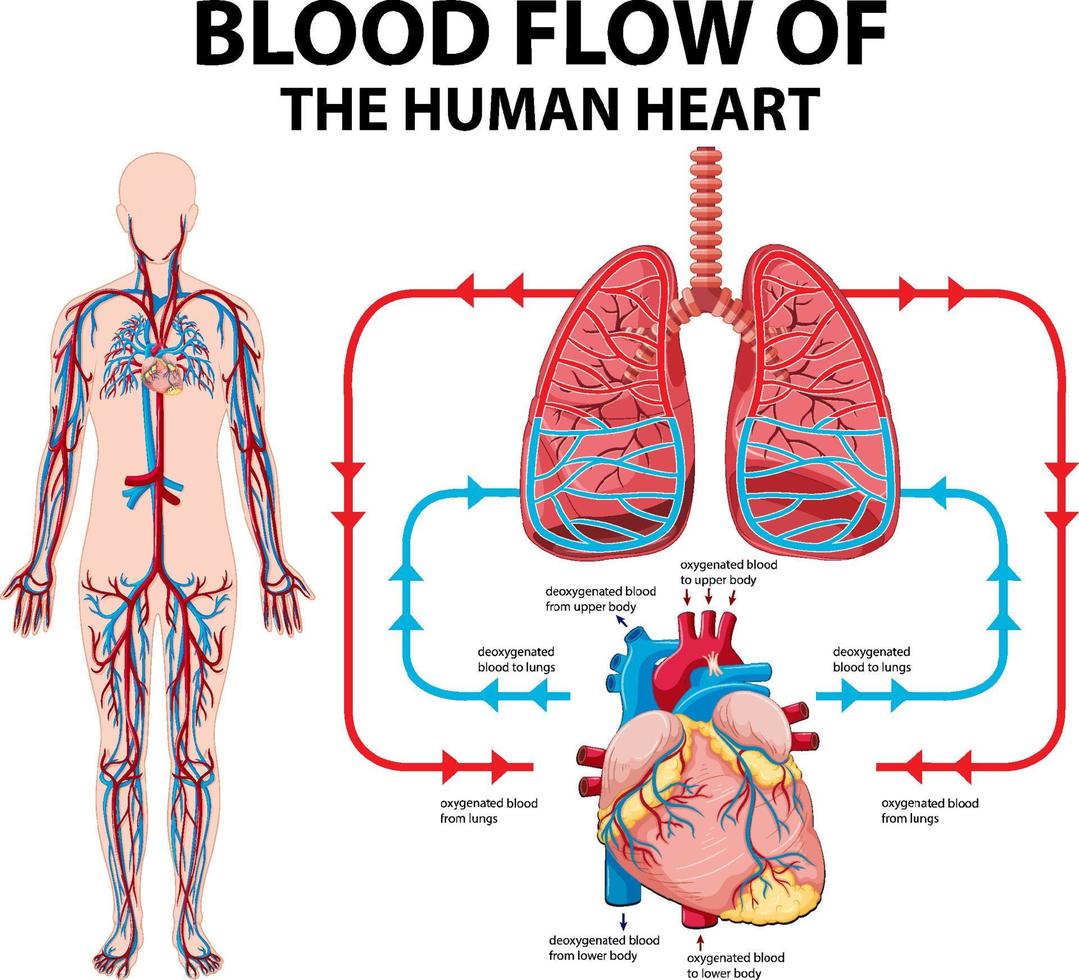 Diagram showing blood flow of human heart vector