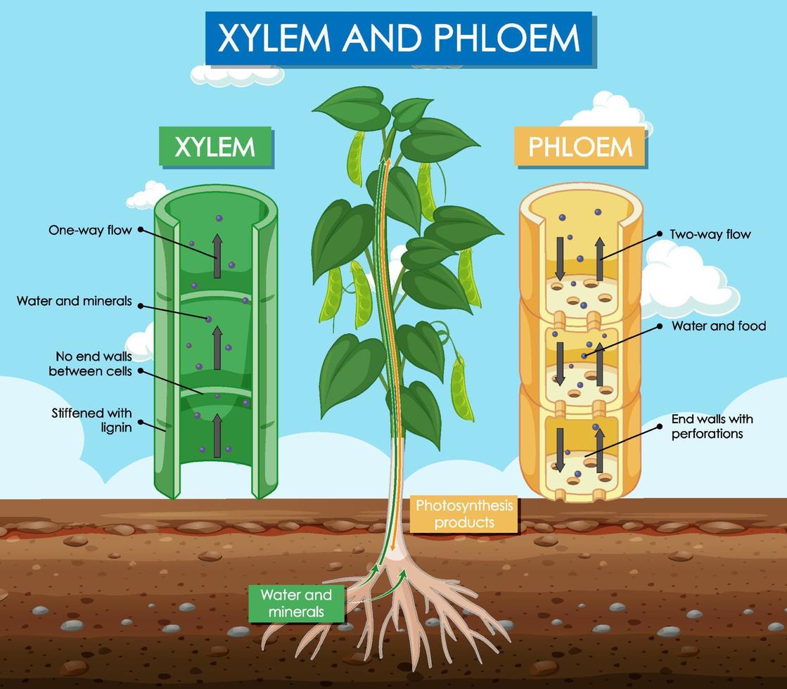 diagrama que muestra la planta de xilema y floema vector