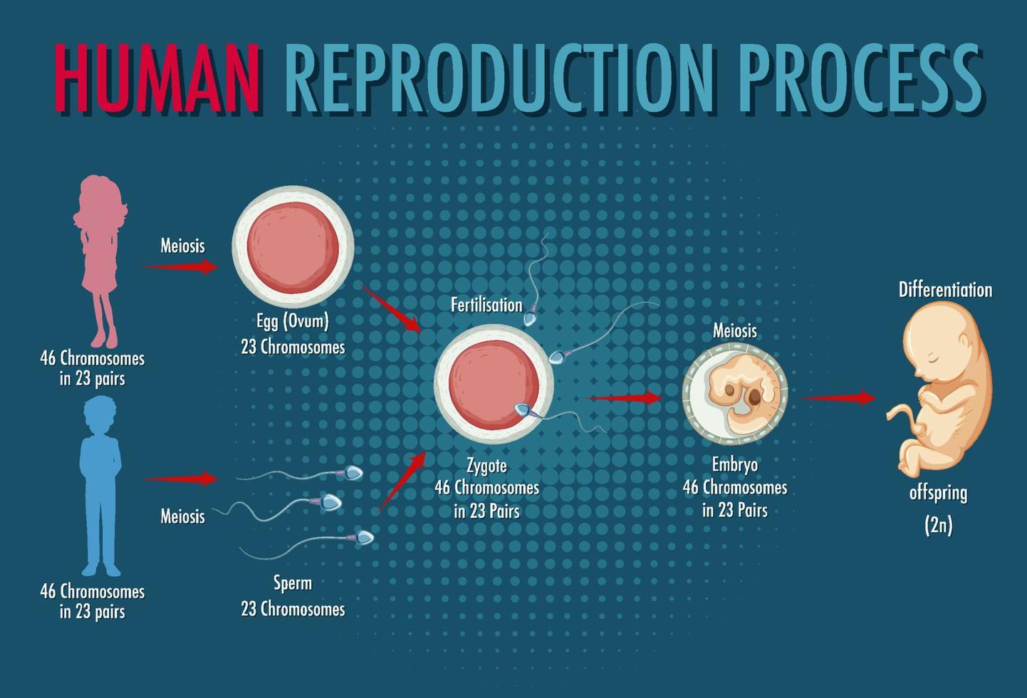 diagrama que muestra el proceso de reproducción humana vector