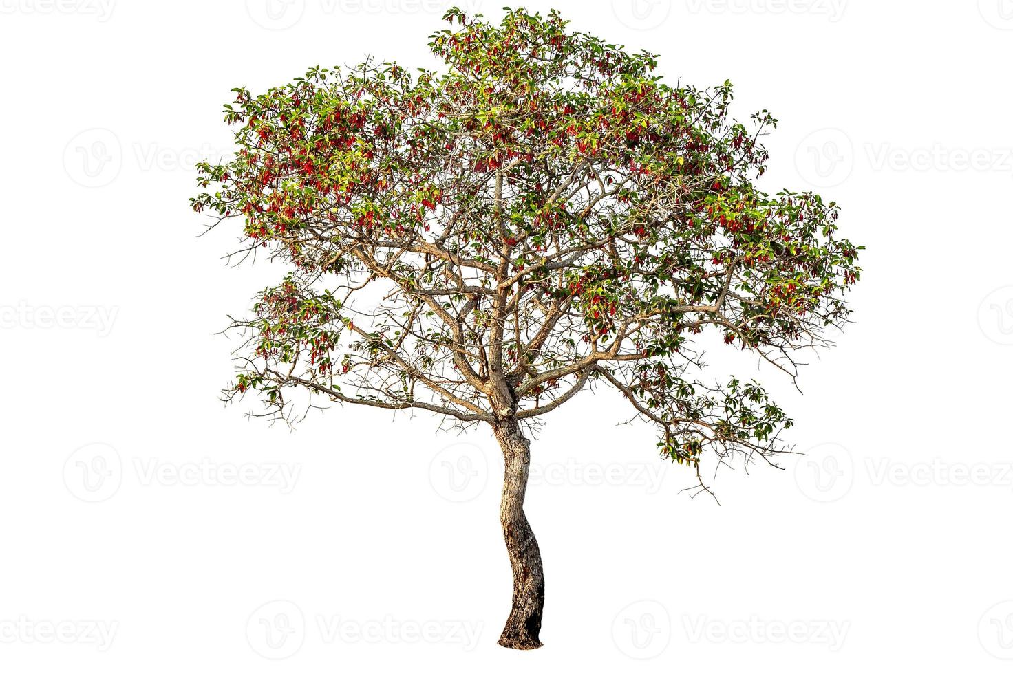 Tree on white background photo