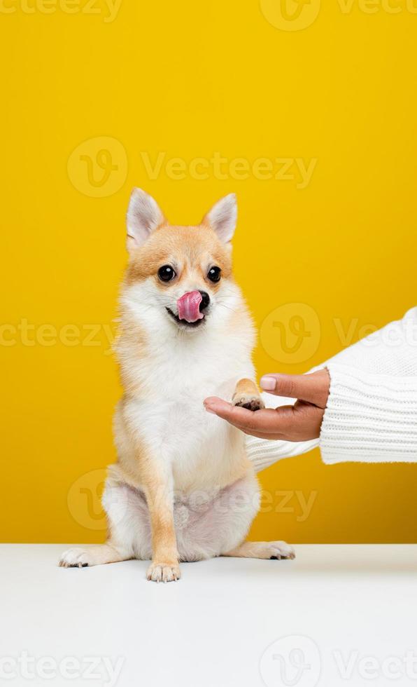 The Pomeranian Spitz is cute and fluffy. Portrait of a cute, fluffy Pomeranian Spitz puppy. play with the boss on a modern bright yellow background empty space for text photo