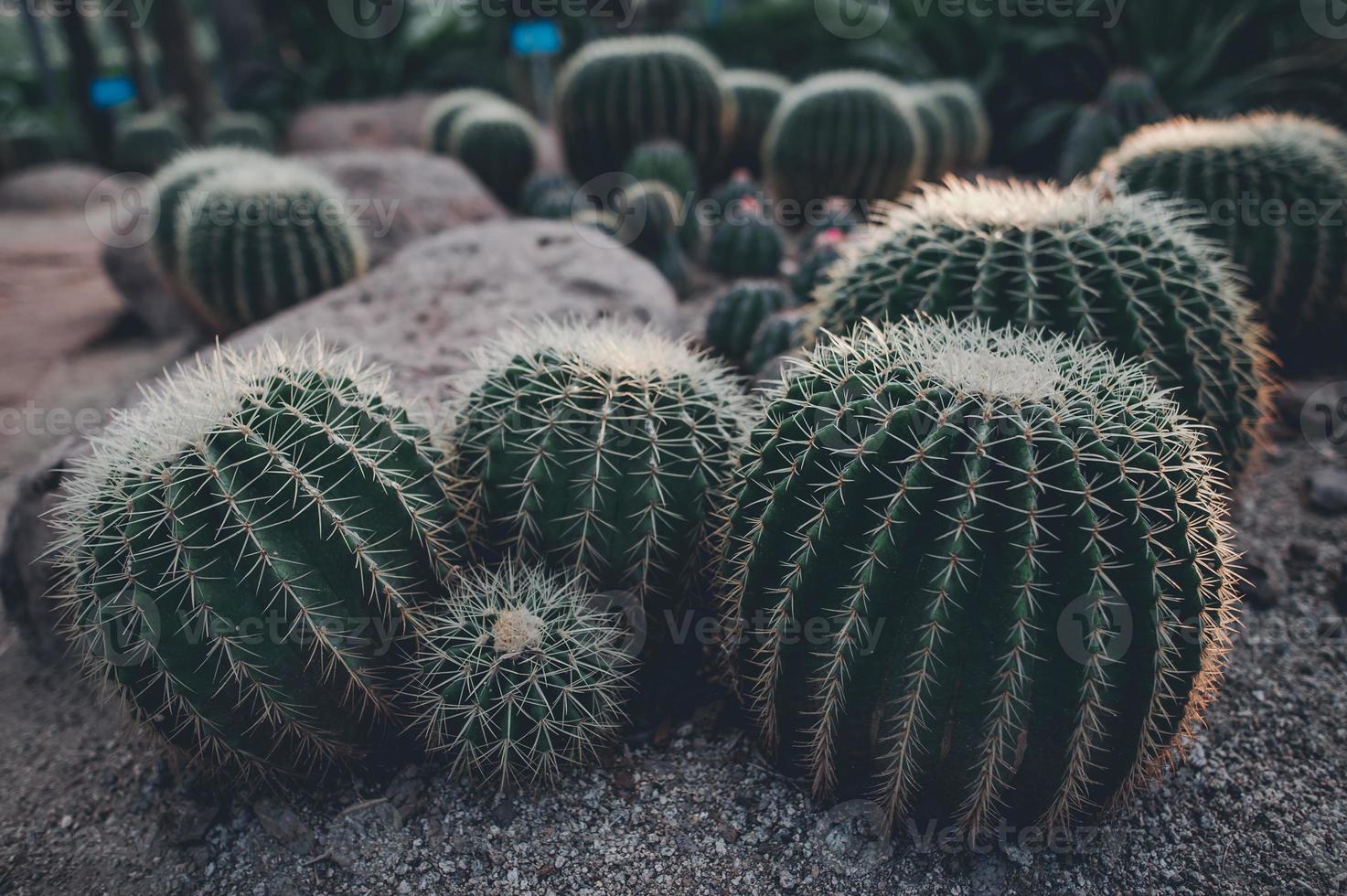 Green cactus with very sharp spines. photo