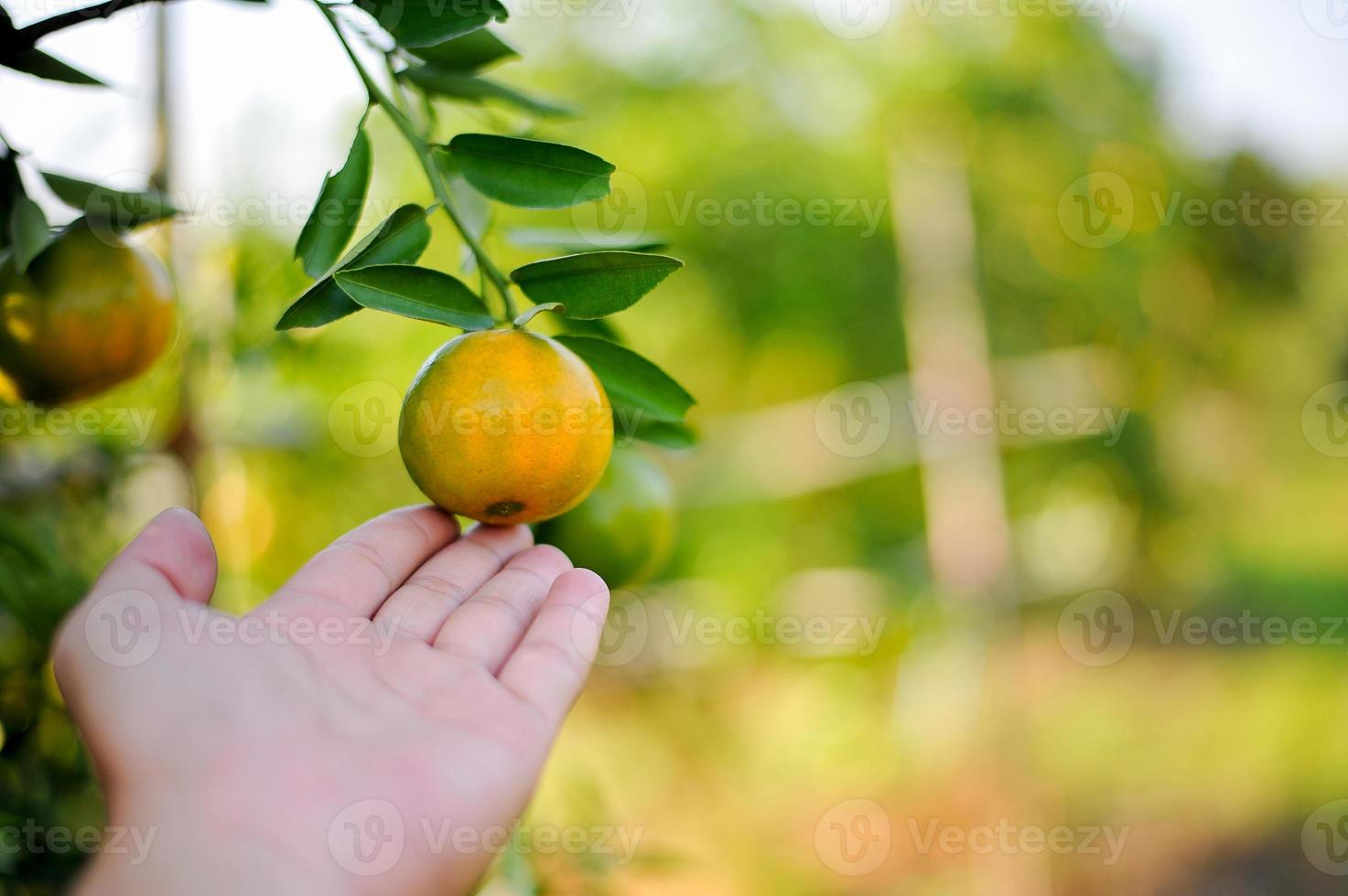 Oranges in our garden photo