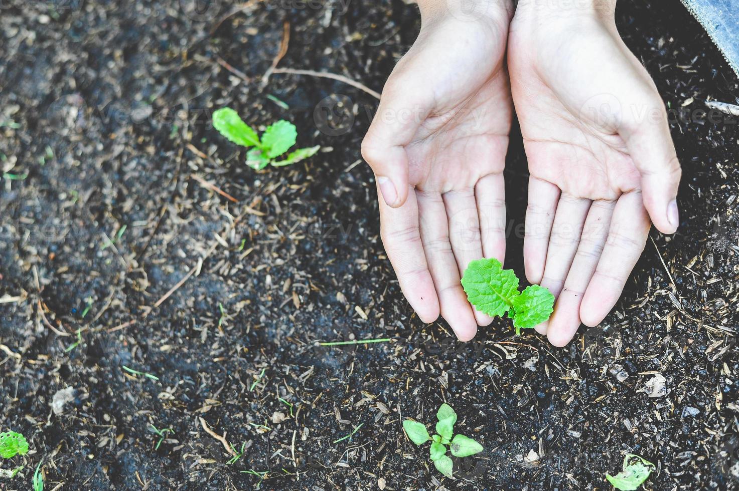 plantar plántulas da nueva vida a nuestras manos. foto